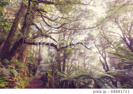 New Zealand forest New Zealand forest 68881721
