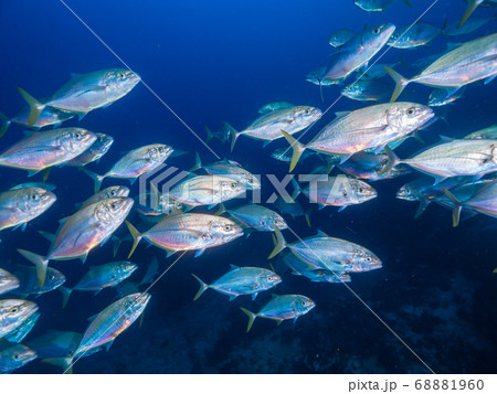 School of jackfish (bludger trevally) 68881960