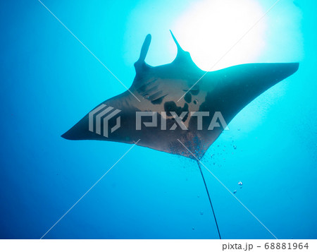 Oceanic manta ray swimming in the blue 68881964