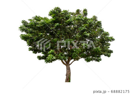 Green tree isolated on white background. 68882175