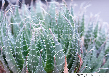 アロエアリスタータ 68882208