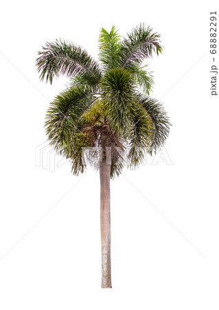 Beautiful green palm tree isolated on white Beautiful green palm tree isolated on white 68882291