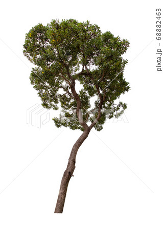 Beautiful green tree isolated on white background. 68882463