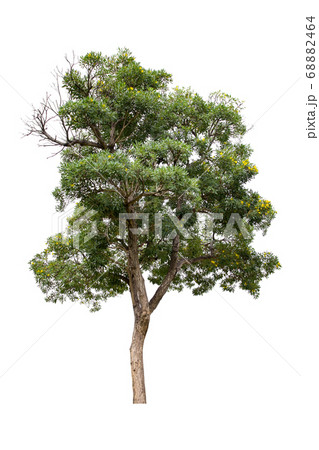 Beautiful green tree isolated on white background. 68882464