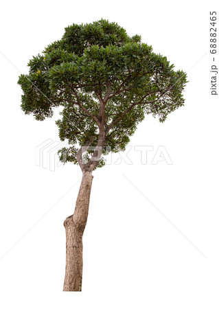 Beautiful green tree isolated on white background. 68882465