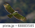 深山渓谷育ちの若い鳥が厳しい環境の中飛び立ちました 68883585