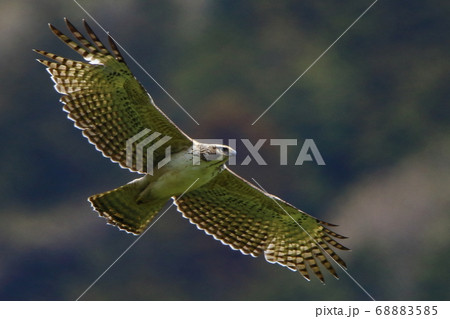 深山渓谷育ちの若い鳥が厳しい環境の中飛び立ちました 68883585