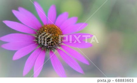 やさしい色のお花 68883603