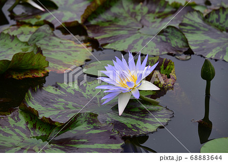 蓮 花 水草 68883644