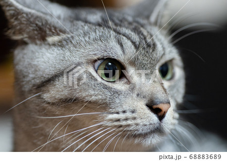 見つめる猫 サバトラ猫 見つめる猫 サバトラ猫 68883689