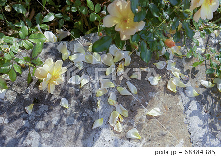 イタリア 散る花の写真素材