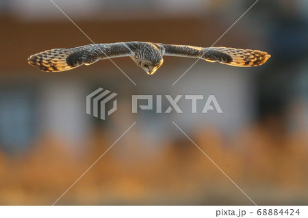 獲物を見つけ急降下のタイミングを図るコミミズク 68884424