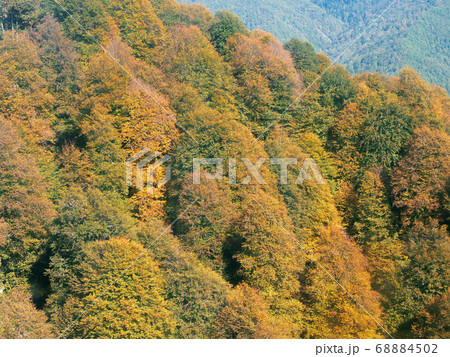 Autumn trees with yellow green and crimson foliage in the mountains 68884502
