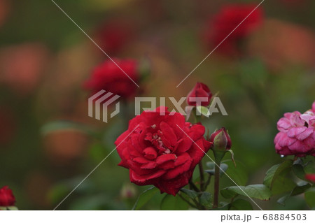 荒尾市 おもやい市民花壇 バラの花 荒尾市 おもやい市民花壇 バラの花 68884503