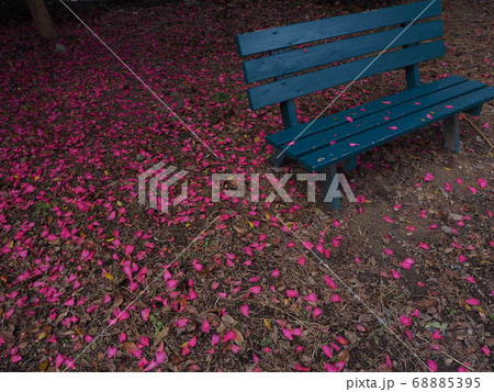 花びらの絨毯とベンチ 花びらの絨毯とベンチ 68885395