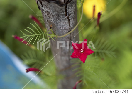 The red star-like flowers have a bright green 68885741