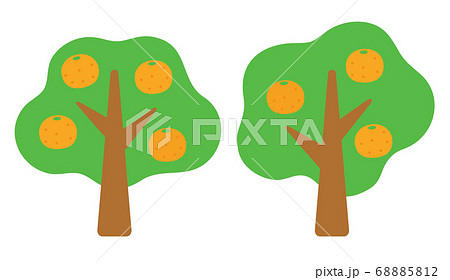 並んだ2本のみかんの木 並んだ2本のみかんの木 68885812