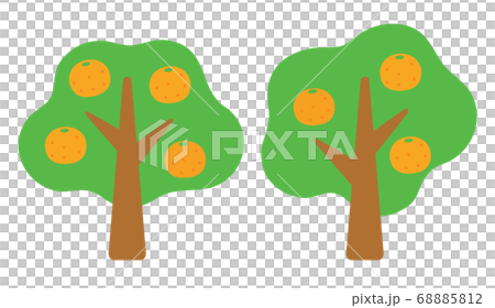 並んだ2本のみかんの木 並んだ2本のみかんの木 68885812