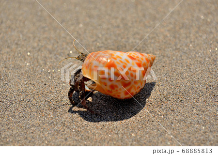 由比ヶ浜で見つけた色鮮やかな貝を着たヤドカリ 由比ヶ浜で見つけた色鮮やかな貝を着たヤドカリ 68885813