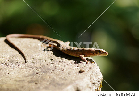 カナヘビ カナヘビ 68886473