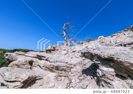 A lonely sun-dried tree on a rocky seaside 68887023