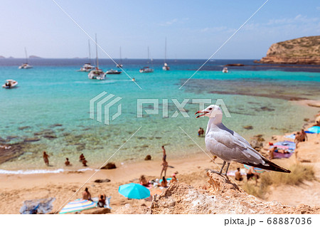 Sea gull on the beach Cala Escondida. Cala Comte, Ibiza, Balearic Islands. Spain Sea gull on the beach Cala Escondida. Cala Comte, Ibiza, Balearic Islands. Spain 68887036