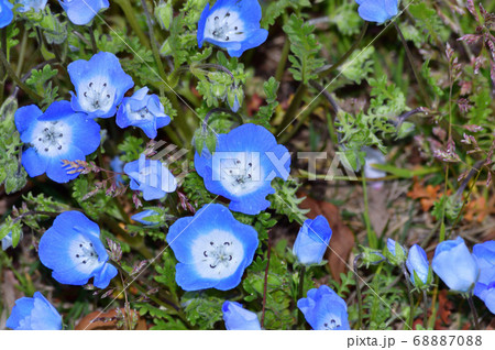 沢山のネモフィラの青い小さな花が咲く草地のネモフィラの花をアップで撮影した写真の写真素材 6870