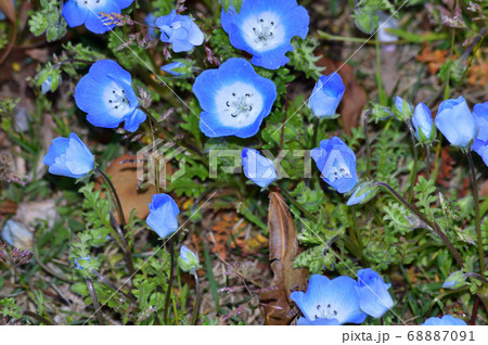 沢山のネモフィラの青い小さな花が咲く草地のネモフィラの花をアップで撮影した写真 68887091