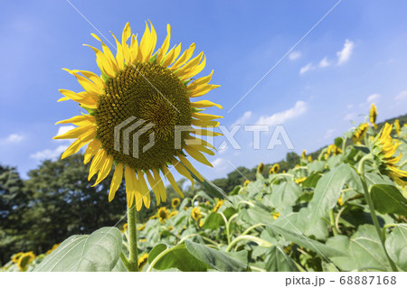Sunflowers fields 68887168