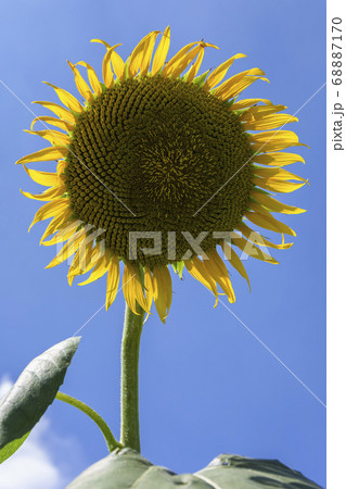Sunflowers fields 68887170