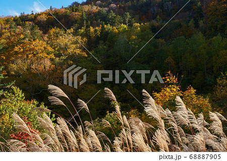 風景写真 横位置写真 秋 植物写真 ススキ 黒バック 岩手県 八幡平 風景写真 横位置写真 秋 植物写真 ススキ 黒バック 岩手県 八幡平 68887905