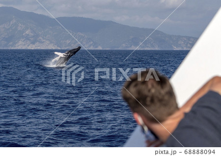 Humpback whale in Mediterranean sea ultra rare 68888094