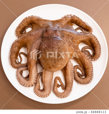 Fresh octopus on a white dish, ready for cooking (top view) Fresh octopus on a white dish, ready for cooking (top view) 68888113