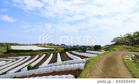 初夏の湘南三浦半島のかぼちゃ畑（ビニールハウス）で成長中 68888400