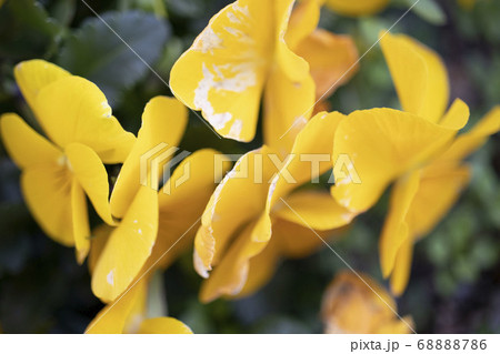 花 マクロ撮影 花 マクロ撮影 68888786