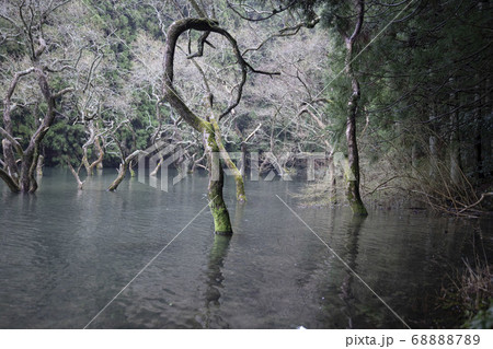 樹、ニョキニョキ生えた樹 68888789