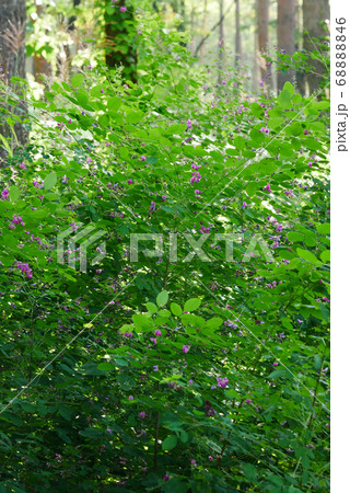 自然、風景、植物、写真 初秋の風吹き抜ける赤松林の山萩のピンクの花 自然、風景、植物、写真 初秋の風吹き抜ける赤松林の山萩のピンクの花 68888846