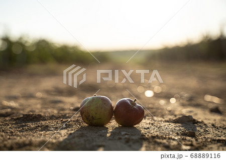 pair of fallen apples on a country road 68889116