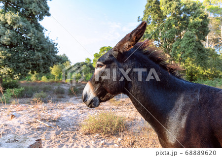 Portrait of a cute young donkey. Donkey head. Menorca, Balearic islands, Spain Portrait of a cute young donkey. Donkey head. Menorca, Balearic islands, Spain 68889620
