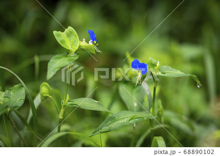 野花 花 植物 68890102