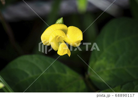 野花 花 植物 68890117