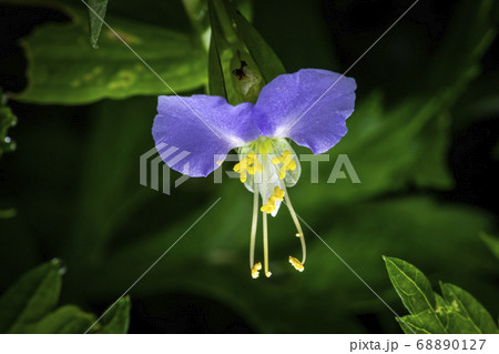 野花 花 植物 68890127