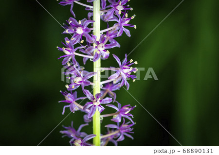 野花 花 植物 68890131