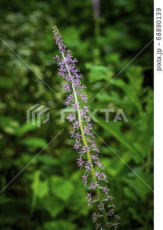 野花 花 植物 68890139