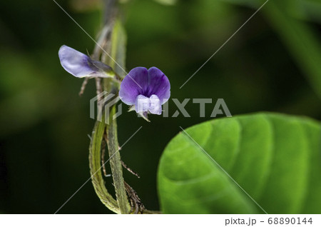 野花 花 植物 68890144
