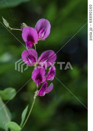 野花 花 植物 68890160