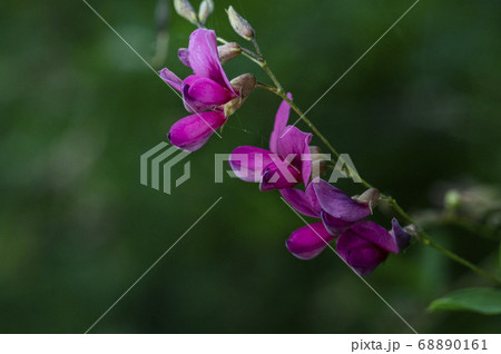 野花 花 植物 68890161