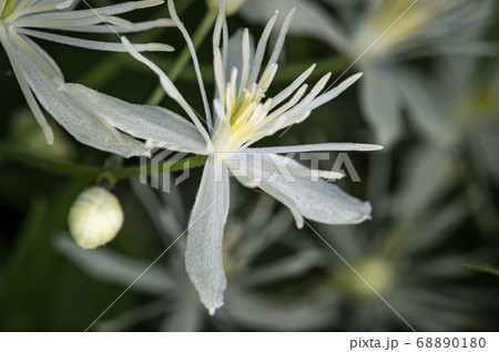 野花 花 植物 68890180