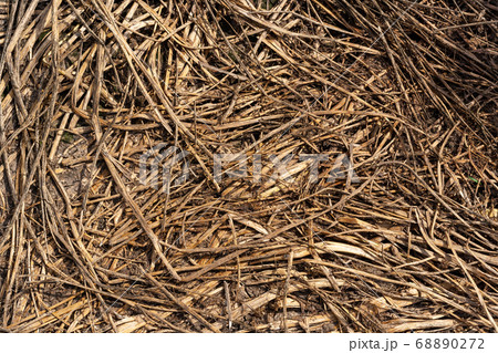 Scatter stalks straw dry straw texture background 68890272