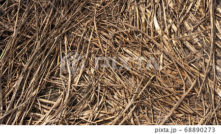 The scattered stalks of wheat turned yellow. 68890273
